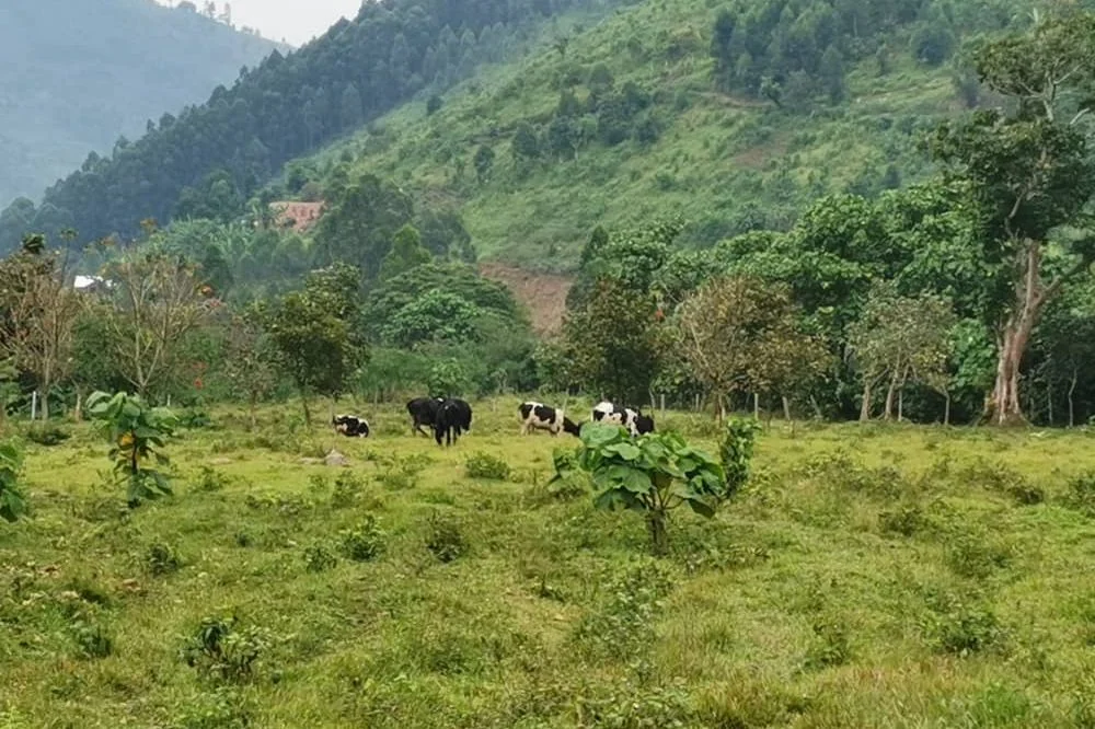 Landscape_Bwindi_Mukono.jpg