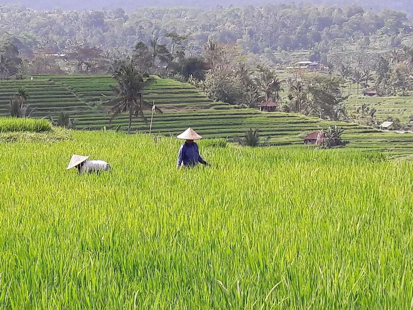 Rice field in Vietnam