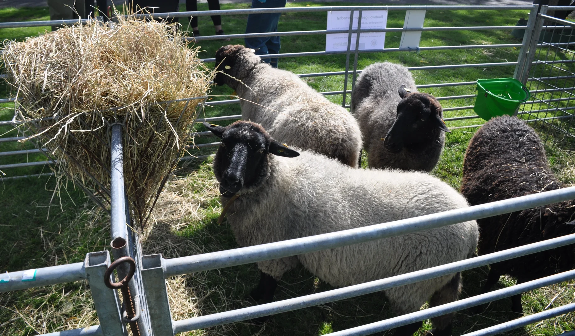 Sheep posing for the photo