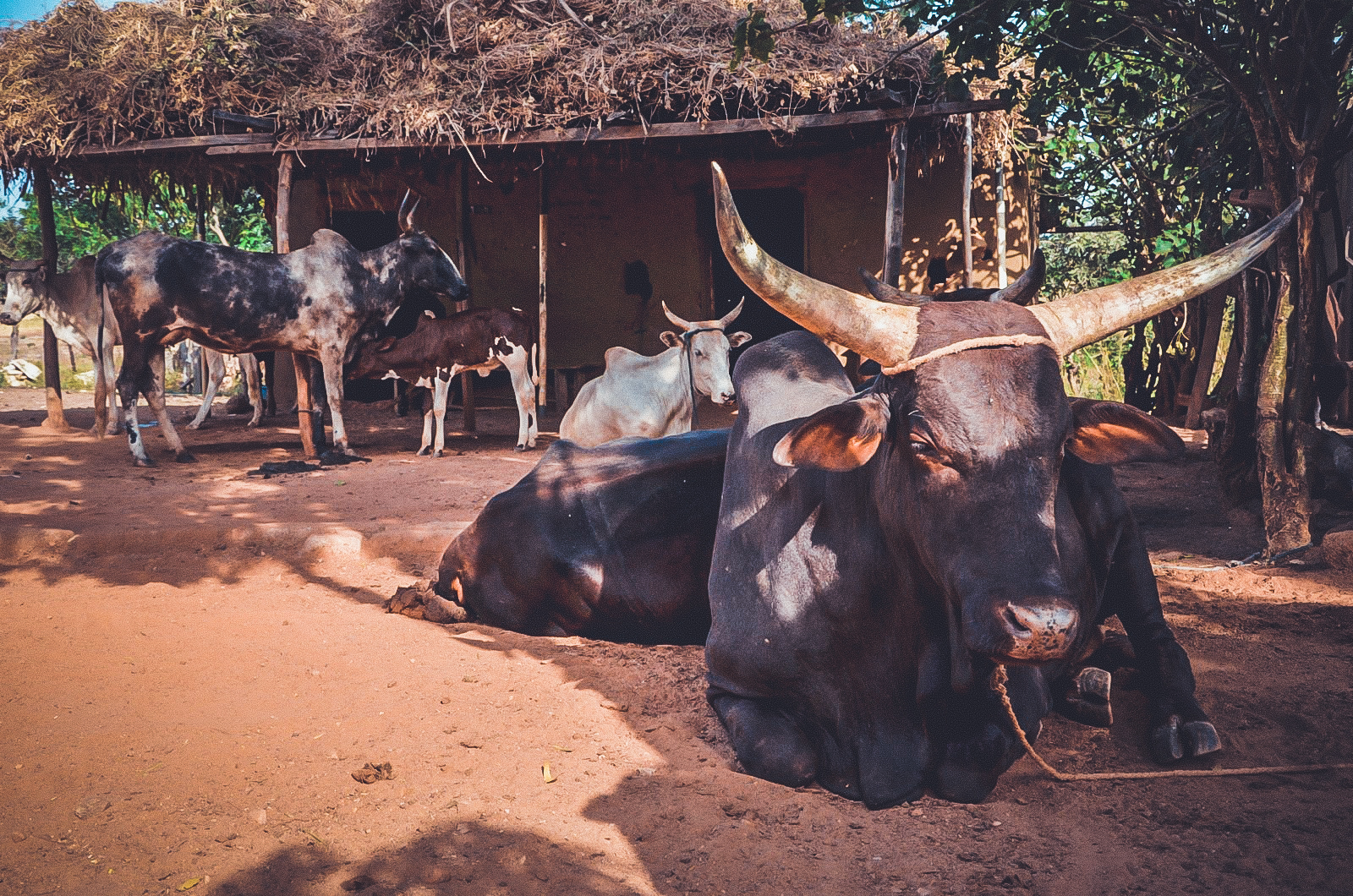 Cattle in Zawse, Ghana