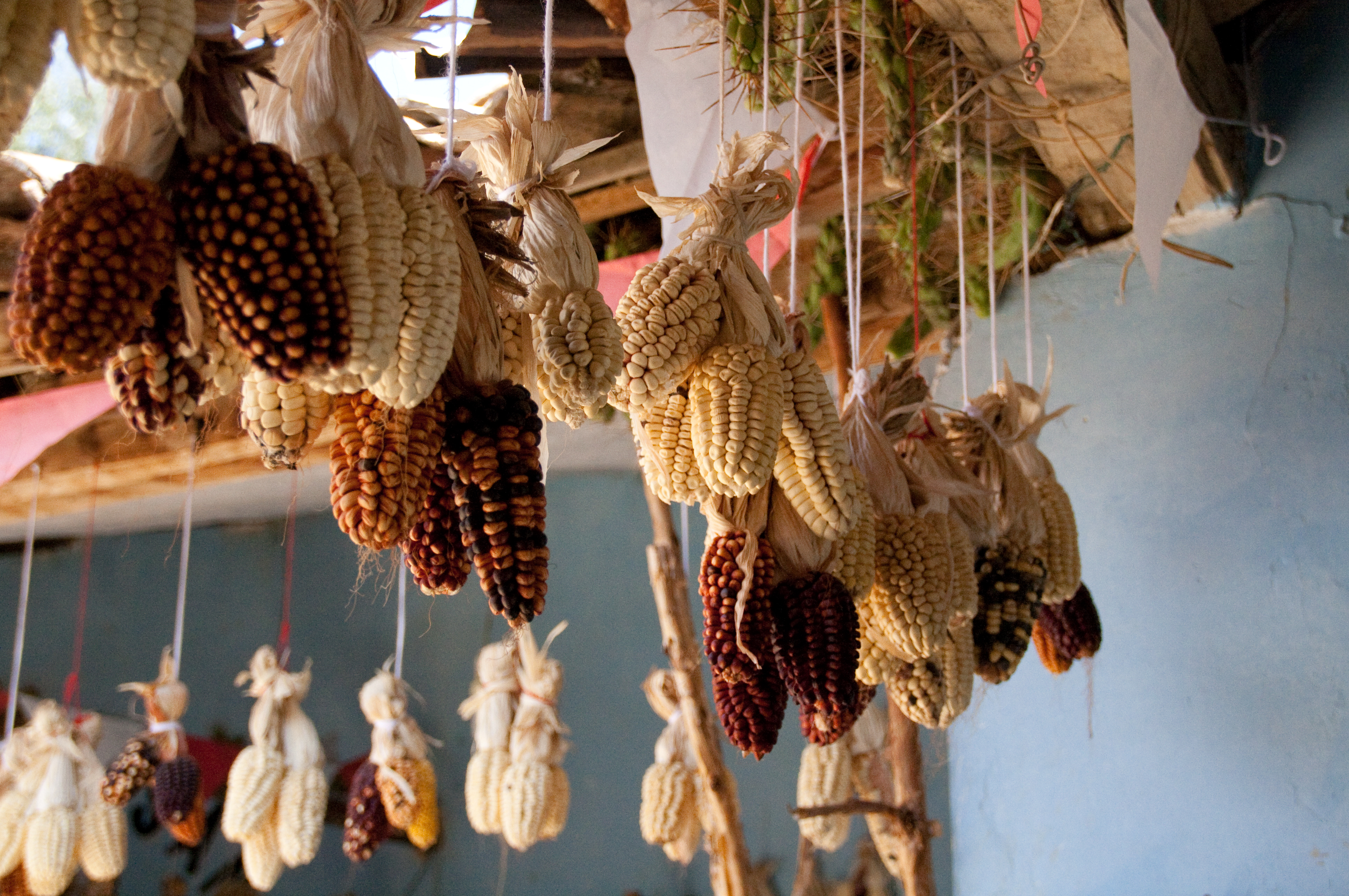 Traditional maize varieties in Peru
