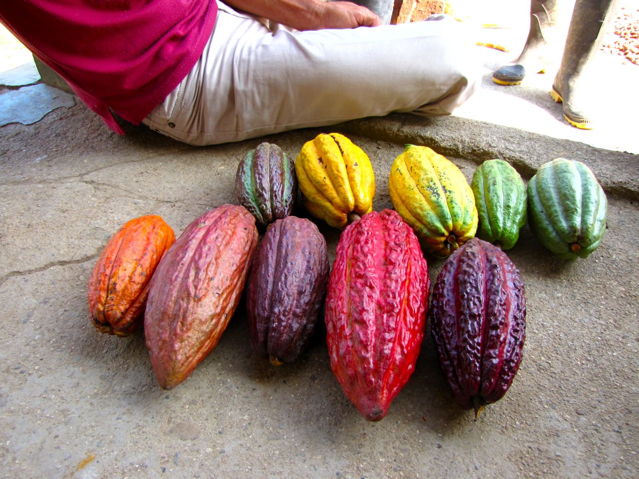 Cacao, Venezuala