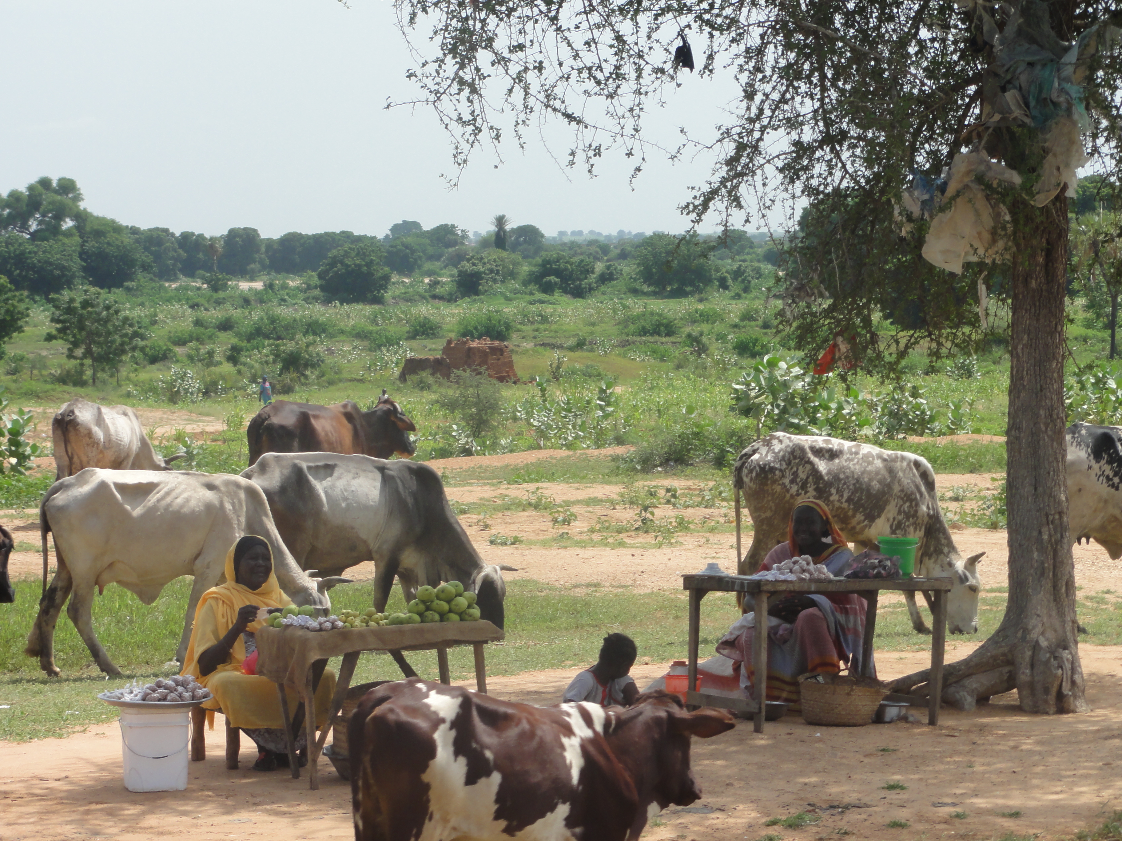 Rural scene in Darfur, Sudan.