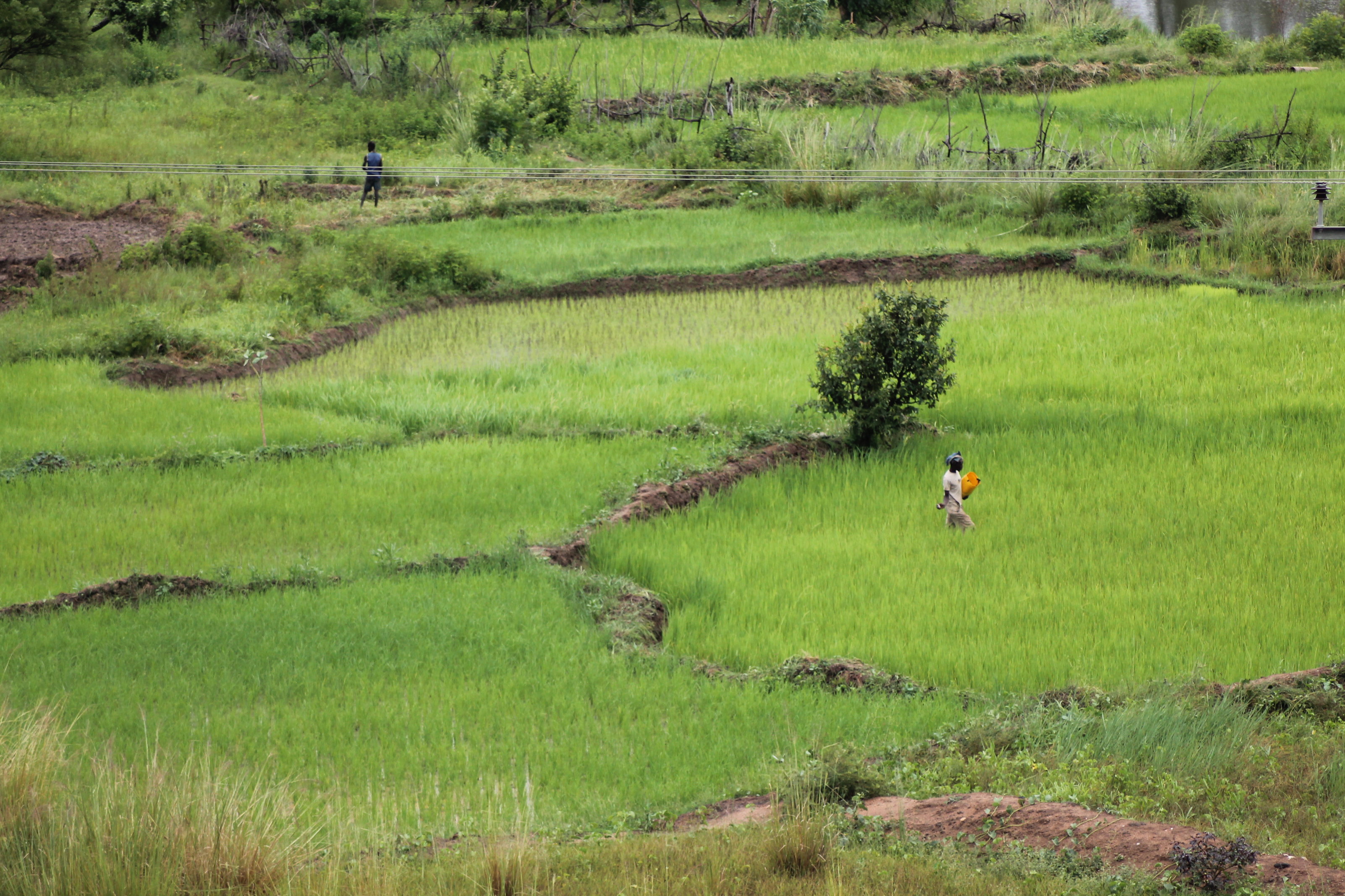 Rice fertilization in northern Ghana